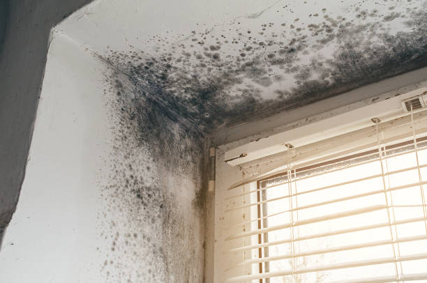 Affordable Basement Mold Removal solutions in Hicksville, NY
